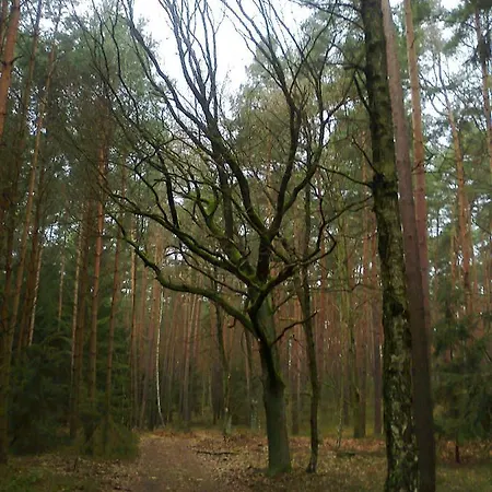 Apartment Caly Dom Do Dyzpozycji *