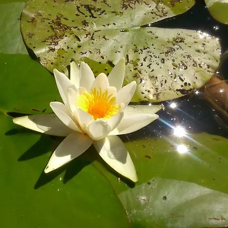 Cały Dom Do Dyzpozycji Apartament Boszkowo