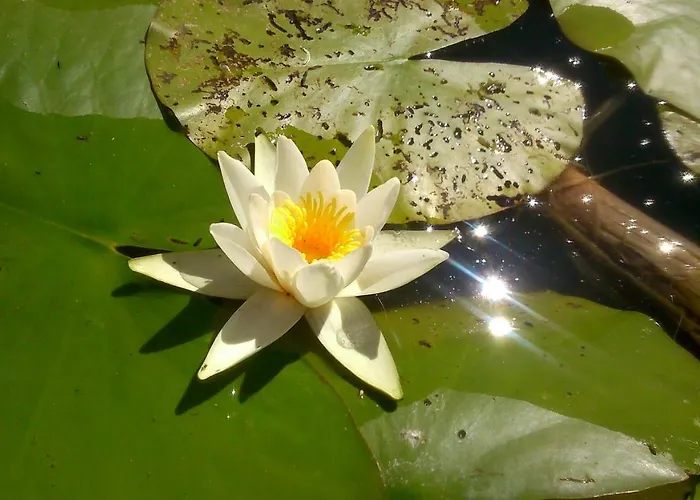 Cały Dom Do Dyzpozycji Apartament Boszkowo